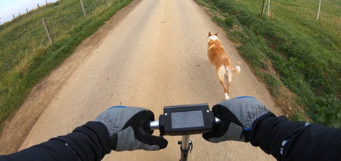 elektroscooter hund